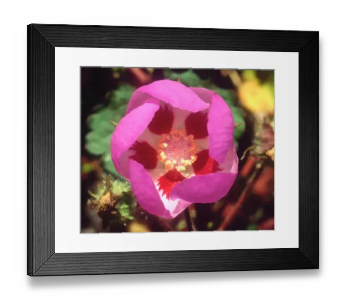 Framed Print : USA; California; Desert Five Spot Wildflower in Death Valley National Park Framed Print : USA; California; Desert Five Spot Wildflower in Death Valley National Park