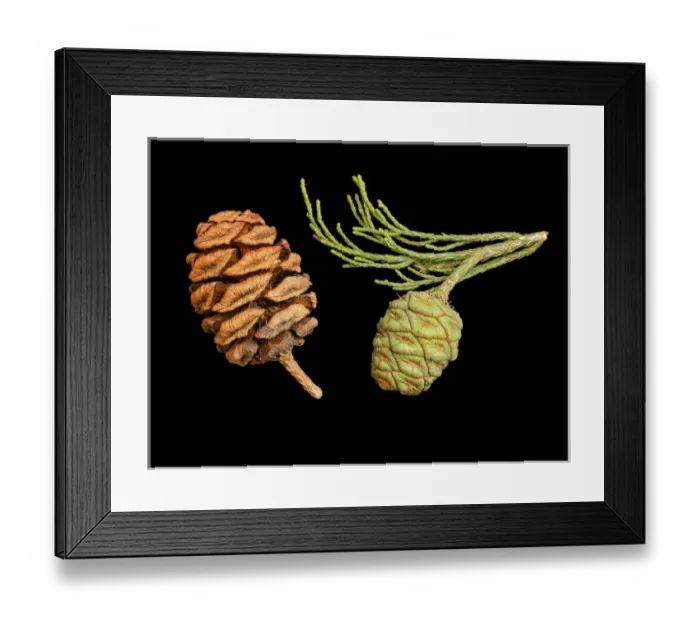 Framed Print : USA, California, Sequoia National Park, Giant sequoia cones