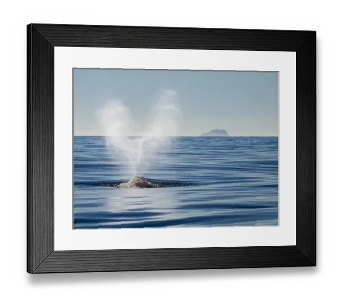 Framed Print : USA, California, San Diego, California gray whale migrating south toward Mexico Framed Print : USA, California, San Diego, California gray whale migrating south toward Mexico
