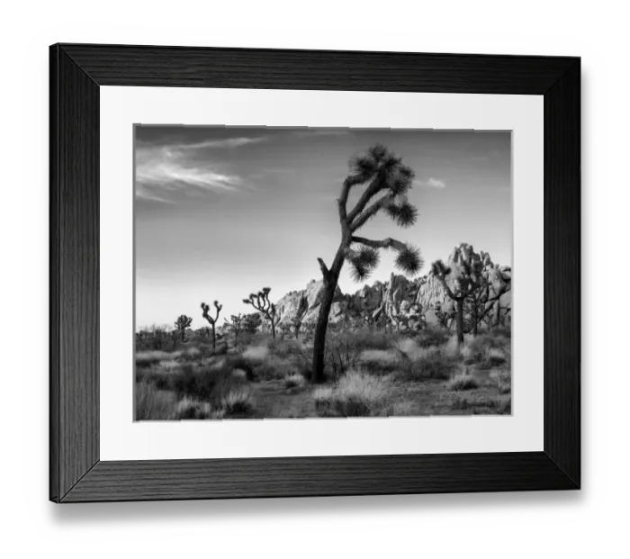 Framed Print : USA, California, Joshua Tree National Park, Lowering sun lights up rocks Framed Print : USA, California, Joshua Tree National Park, Lowering sun lights up rocks
