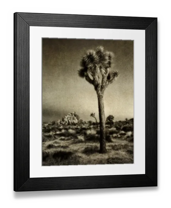 Framed Print : USA, California, Joshua Tree National Park, Dawn and Joshua trees (sepia with texture Framed Print : USA, California, Joshua Tree National Park, Dawn and Joshua trees (sepia with texture