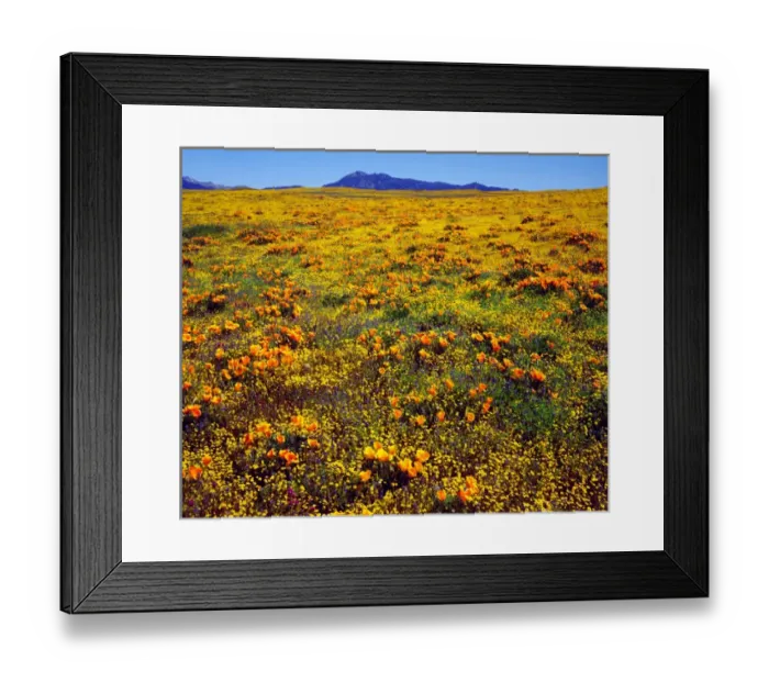 Framed Print : USA, California, Cleveland National Forest Framed Print : USA, California, Cleveland National Forest