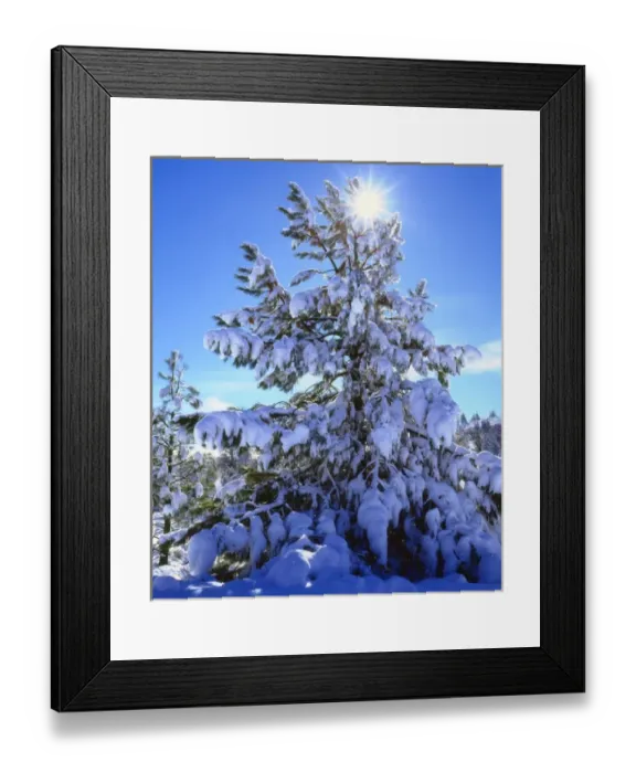 Framed Print : USA; California; San Diego. A Snow covered trees in the Laguna Mountains Framed Print : USA; California; San Diego. A Snow covered trees in the Laguna Mountains