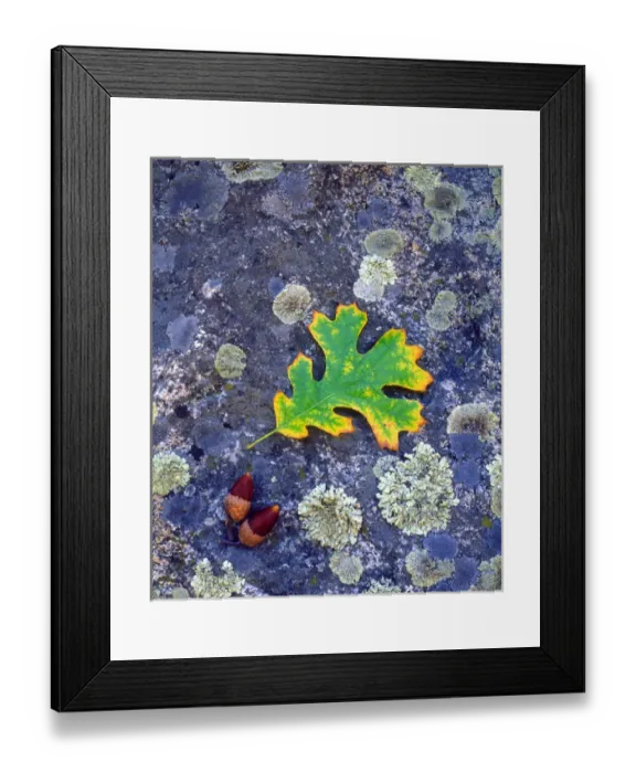 Framed Print : USA, California, Cuyamac Rancho State Park, Oak Leaf and Acorns on a Lichen covered rock
