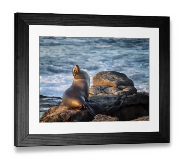 Framed Print : USA, California, La Jolla, Sea lion at La Jolla Cove Framed Print : USA, California, La Jolla, Sea lion at La Jolla Cove