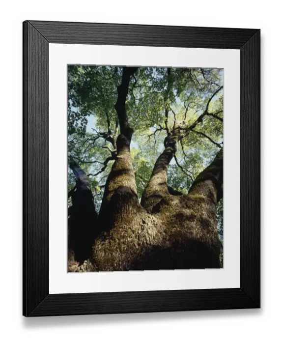Framed Print : CTF-0616. USA, California, Cuyamaca Rancho State Park Framed Print : CTF-0616. USA, California, Cuyamaca Rancho State Park