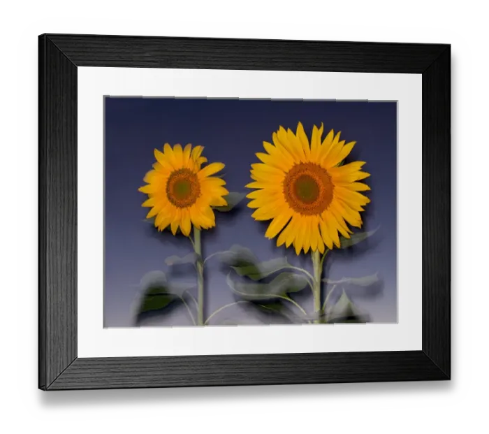 Framed Print : USA, California, Hybrid sunflowers blowing in the wind at dusk