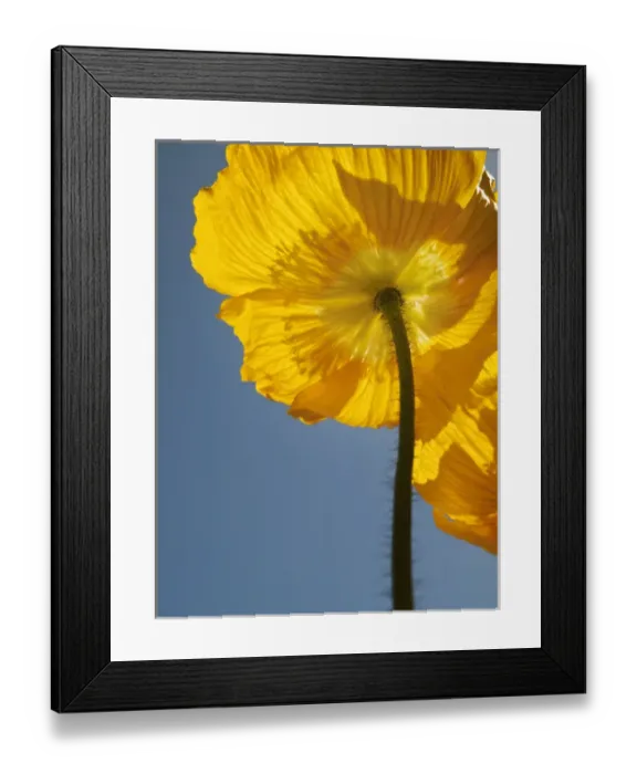 Framed Print : USA, California, San Diego, Iceland poppy
