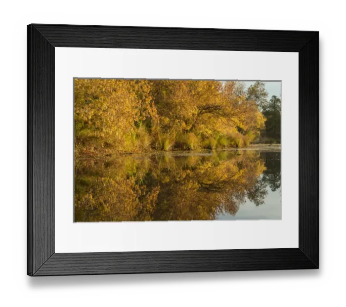 Framed Print : Morning view of American River shoreline and reflection of fall colors from a kayak Framed Print : Morning view of American River shoreline and reflection of fall colors from a kayak