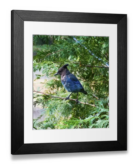 Framed Print : North America, USA, California, Yosemite National Park, Stellars Jay perched Framed Print : North America, USA, California, Yosemite National Park, Stellars Jay perched