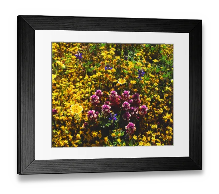 Framed Print : USA, California, Cuyamaca Rancho State Park, San Diego Framed Print : USA, California, Cuyamaca Rancho State Park, San Diego