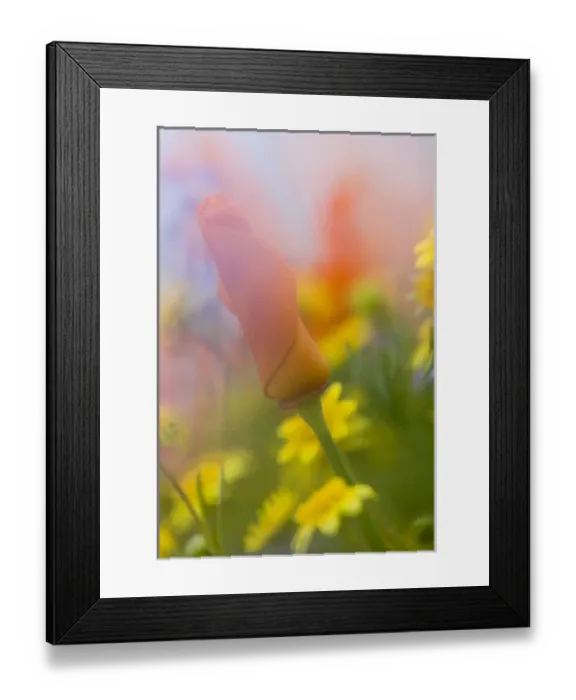 Framed Print : USA, California, Antelope Valley, Abstract of poppies and wildflowers. Credit as Framed Print : USA, California, Antelope Valley, Abstract of poppies and wildflowers. Credit as
