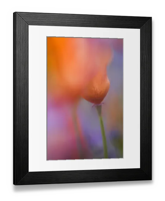 Framed Print : USA, California, Antelope Valley, Abstract of wild poppies Framed Print : USA, California, Antelope Valley, Abstract of wild poppies