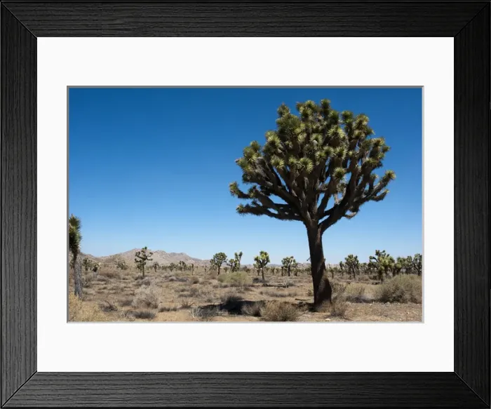 Framed Print : North America, USA, California, Joshua Tree National Park, Single Joshua, andForest Framed Print : North America, USA, California, Joshua Tree National Park, Single Joshua, andForest