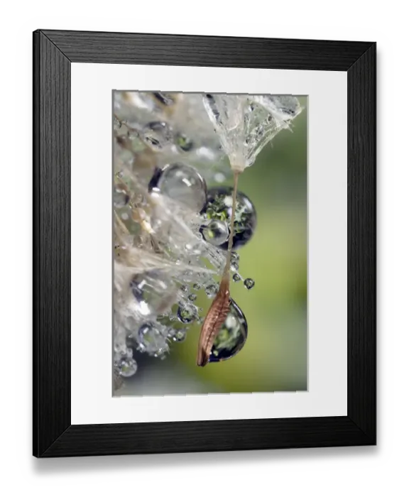 Framed Print : USA, California, San Diego, Close-up of water droplets on a dandelion seed. Credit as