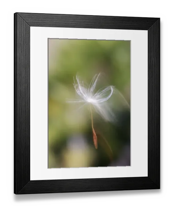 Framed Print : USA, California, San Diego, Close-up of a dandelion seed blowing in the wind. Credit as Framed Print : USA, California, San Diego, Close-up of a dandelion seed blowing in the wind. Credit as