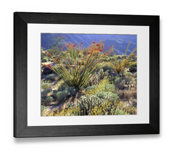 Framed Print : USA, California, Anza-Borrego Desert State Park Framed Print : USA, California, Anza-Borrego Desert State Park