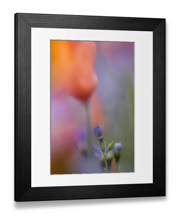 Framed Print : USA, California, Abstract of poppies and gilia wildflowers Framed Print : USA, California, Abstract of poppies and gilia wildflowers