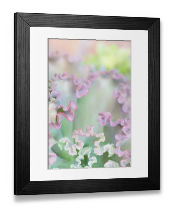 Framed Print : USA, California, San Diego. Colorful abstract of succulant plant