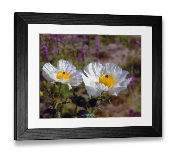 Framed Print : United States of America; USA; California; Prickly Poppy Wildflowers in Joshua Tree