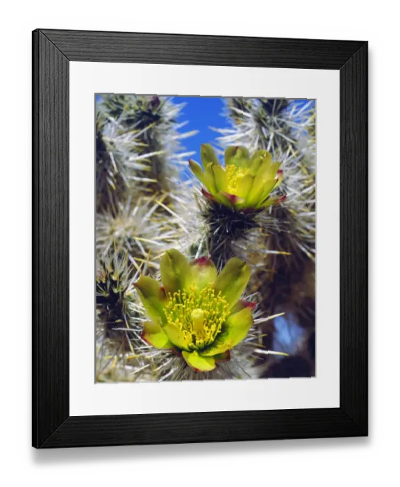 Framed Print : USA; California; Silver Cholla Cactus Wildflowers in Joshua Tree National Park Framed Print : USA; California; Silver Cholla Cactus Wildflowers in Joshua Tree National Park