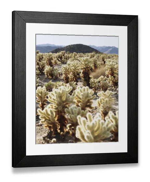 Framed Print : CTF-378. USA, California, Joshua Tree National Park