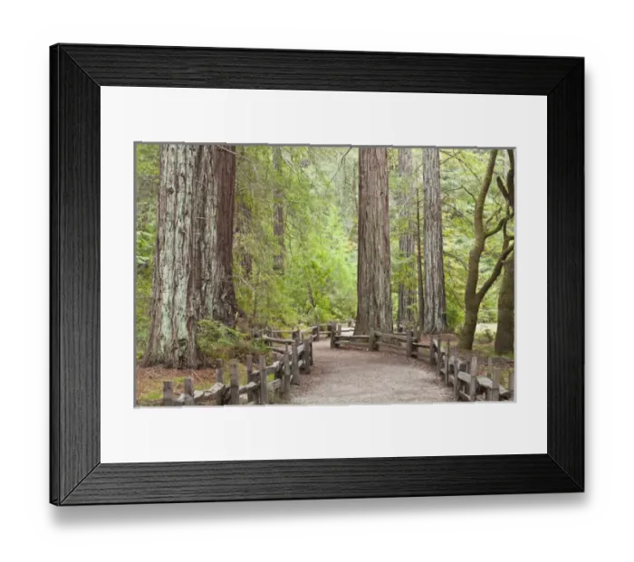 Framed Print : USA, California. View of trail through redwoods in Big Basin Redwoods State Park Framed Print : USA, California. View of trail through redwoods in Big Basin Redwoods State Park