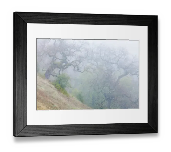 Framed Print : USA, California, Henry W. Coe State Park. Scenic of morning fog in park. Credit as Framed Print : USA, California, Henry W. Coe State Park. Scenic of morning fog in park. Credit as