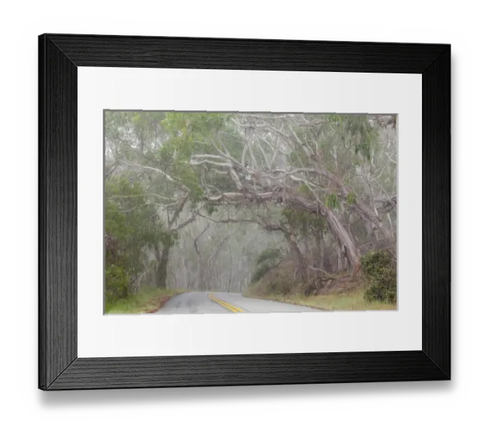 Framed Print : USA, California. Tree-lined road to Montana de Oro State Park Framed Print : USA, California. Tree-lined road to Montana de Oro State Park