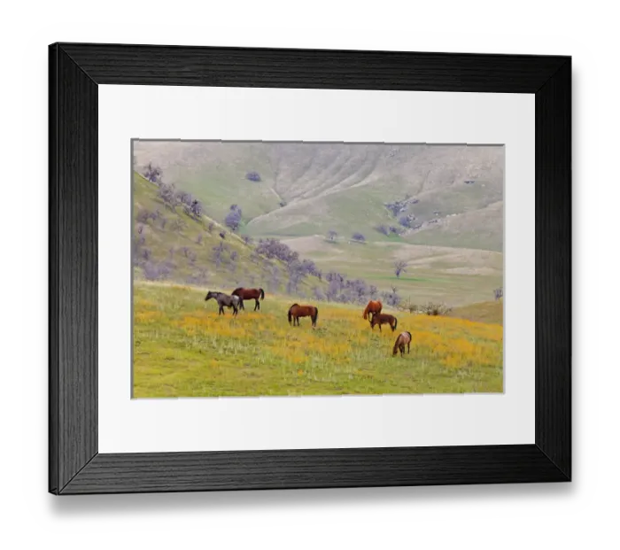 Framed Print : USA, California, Caliente. Horses in meadow Framed Print : USA, California, Caliente. Horses in meadow
