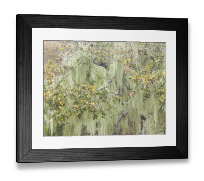 Framed Print : USA, California, Los Osos Oaks State Reserve Framed Print : USA, California, Los Osos Oaks State Reserve