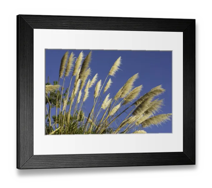 Framed Print : Pacific Coast Highway #1 California tan Pampas Grass near highway into the blue sky Framed Print : Pacific Coast Highway #1 California tan Pampas Grass near highway into the blue sky