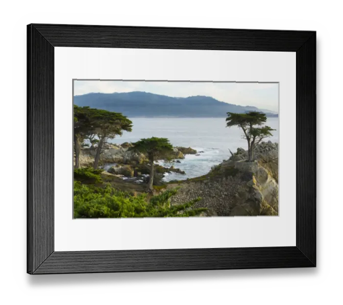 Framed Print : Pebble Beach California famous Lone Elm cypress tree and ocean on 17-mile drive one