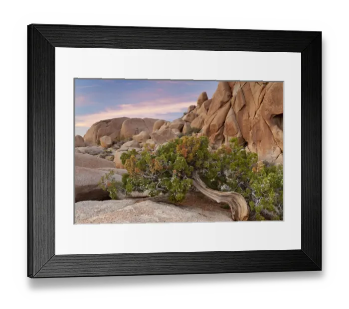 Framed Print : USA, California, Joshua Tree National Park
