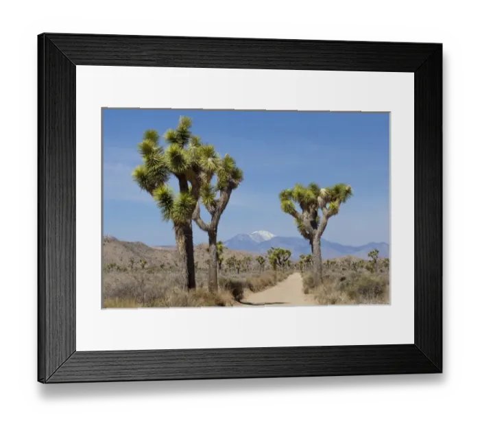 Framed Print : USA, California, Joshua Tree National Park. View of Joshua trees and mountains. Credit as Framed Print : USA, California, Joshua Tree National Park. View of Joshua trees and mountains. Credit as
