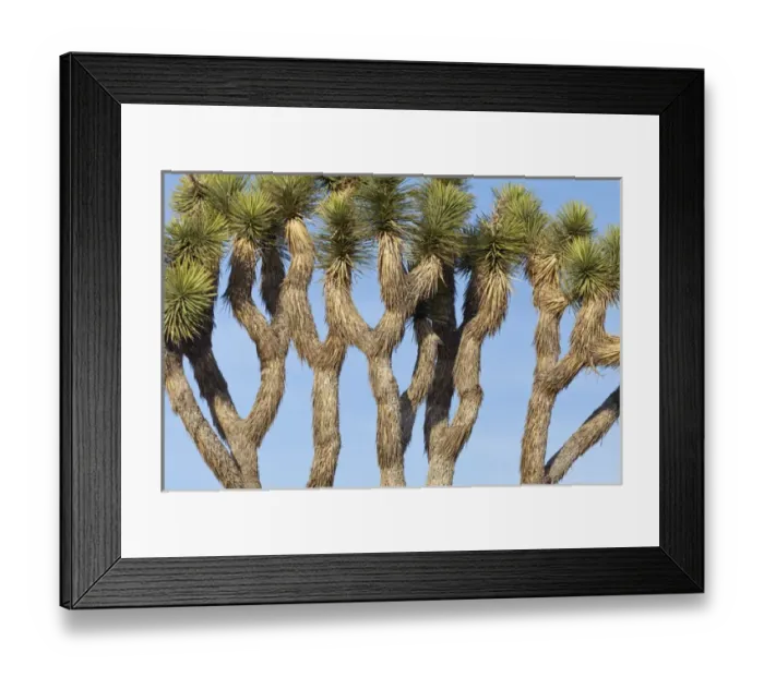 Framed Print : USA, California, Joshua Tree National Park. Close-up of Joshua trees against blue sky