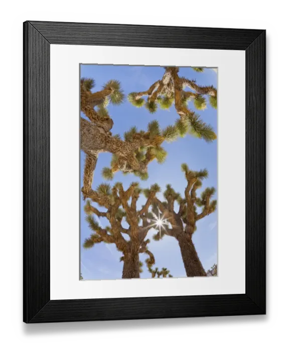 Framed Print : USA, California, Joshua Tree National Park. Sunburst through Joshua trees. Credit as