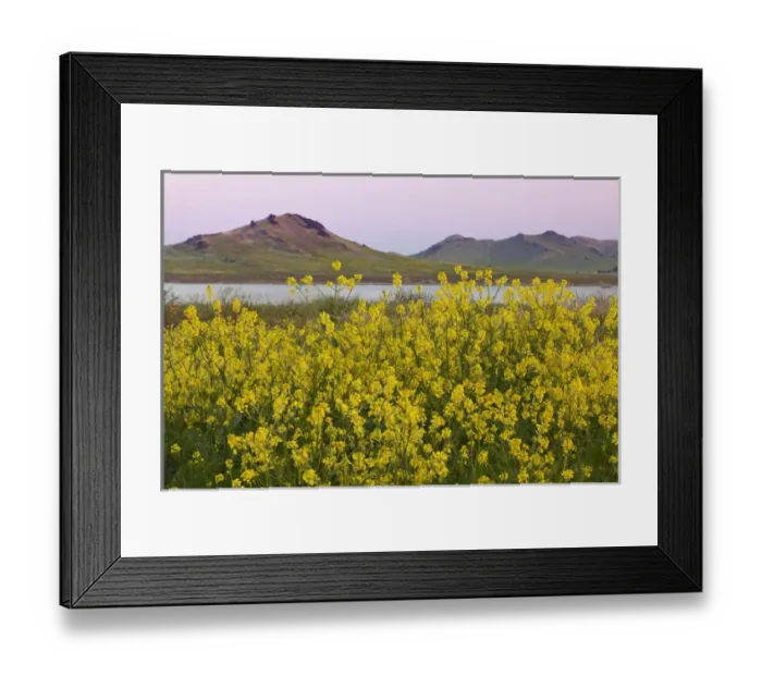 Framed Print : USA, California, Porterville. Spring landscape with Lake Success and wild mustard flowers Framed Print : USA, California, Porterville. Spring landscape with Lake Success and wild mustard flowers