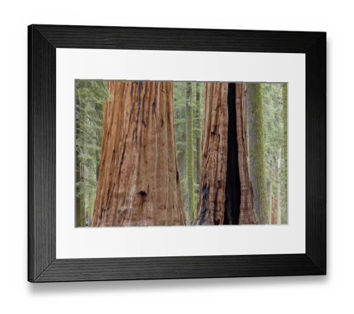 Framed Print : USA, California, Sequoia National Park. Trunks of two giant sequoia trees in forest Framed Print : USA, California, Sequoia National Park. Trunks of two giant sequoia trees in forest