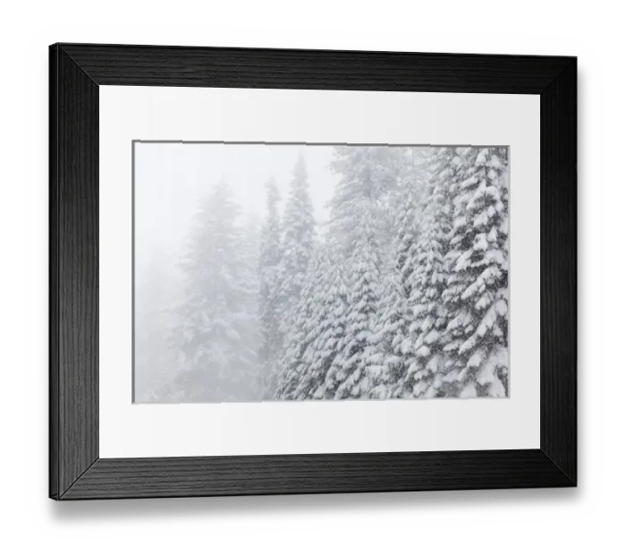 Framed Print : USA, California, Oakhurst. Fir trees in snowfall Framed Print : USA, California, Oakhurst. Fir trees in snowfall