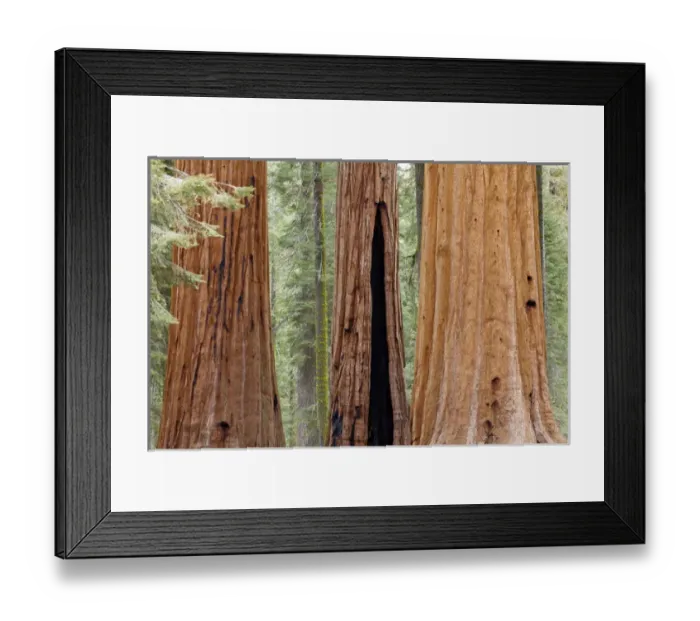 Framed Print : USA, California, Sequoia National Park. Trunks of three giant sequoia trees in forest Framed Print : USA, California, Sequoia National Park. Trunks of three giant sequoia trees in forest