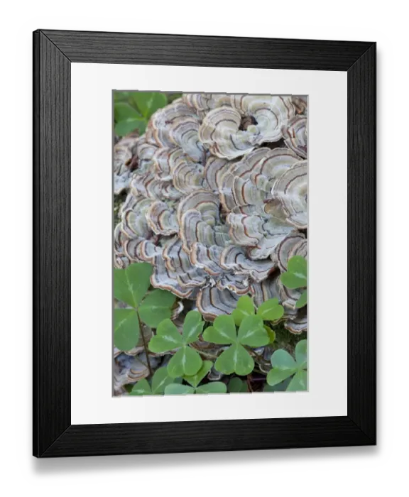Framed Print : USA, California. Close-up of oxalis leaves and fungus in Samuel P. Taylor State Park Framed Print : USA, California. Close-up of oxalis leaves and fungus in Samuel P. Taylor State Park