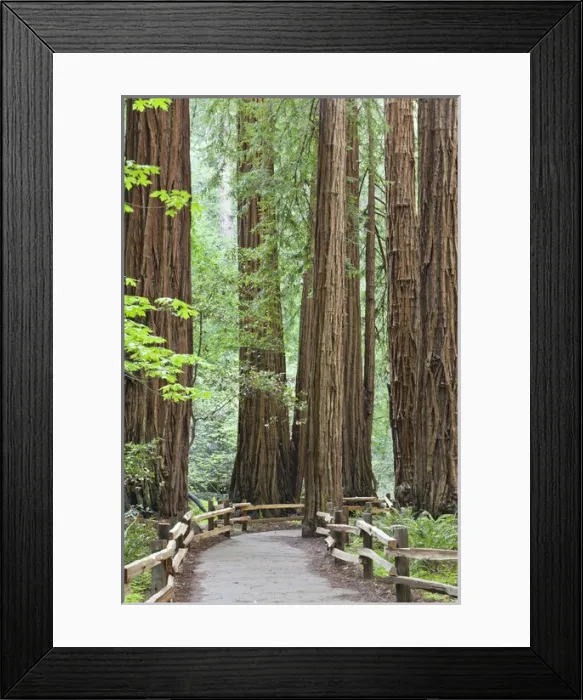 Framed Print : USA, California. Trail through Muir Woods National Monument in springtime. Credit as