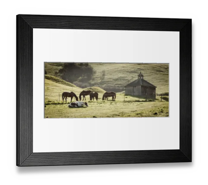 Framed Print : USA, California, Olema. Horses and old barn Framed Print : USA, California, Olema. Horses and old barn