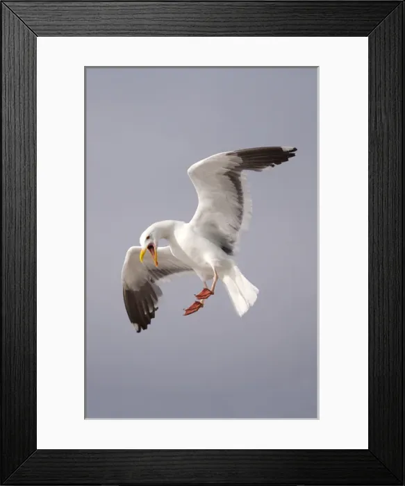 Framed Print : USA; California; La Jolla; San Diego; A Seagull Flying over the Pacific Coast