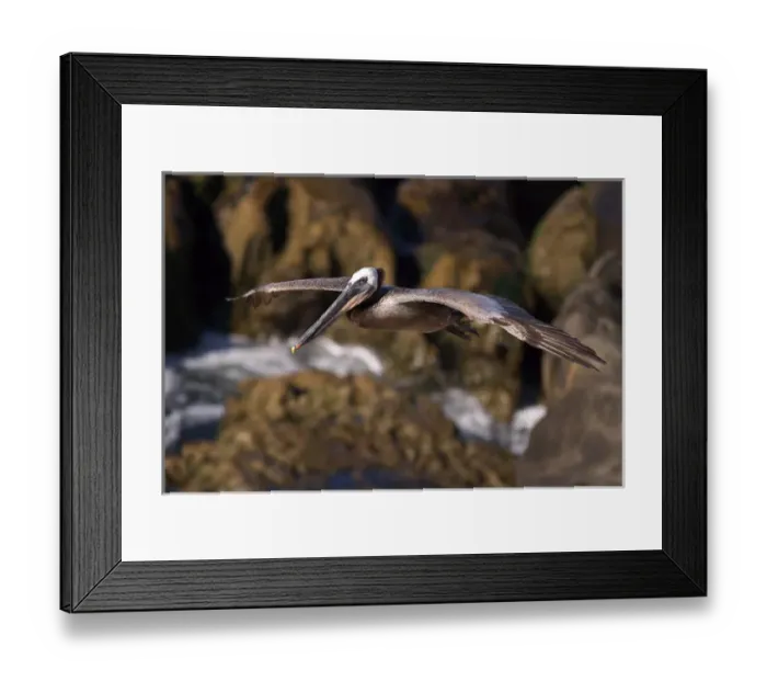 Framed Print : USA; California; La Jolla; San Diego; A Pelican Flying over the Pacific Coast Framed Print : USA; California; La Jolla; San Diego; A Pelican Flying over the Pacific Coast