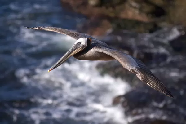 USA; California; La Jolla; San Diego; A Pelican Flying over the Pacific Coast