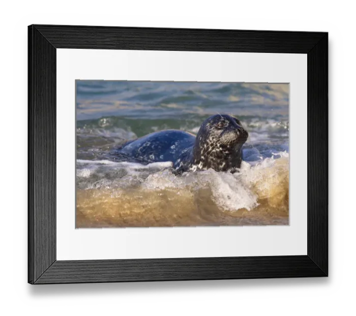 Framed Print : USA; California; La Jolla; San Diego; A seal coming ashore along the Pacific Coast Framed Print : USA; California; La Jolla; San Diego; A seal coming ashore along the Pacific Coast
