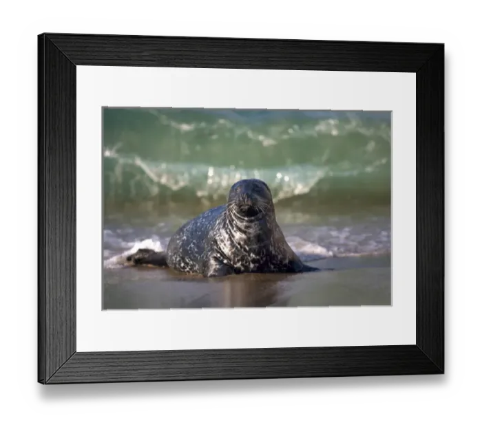 Framed Print : USA; California; La Jolla; San Diego; A seal coming ashore along the Pacific Coast Framed Print : USA; California; La Jolla; San Diego; A seal coming ashore along the Pacific Coast