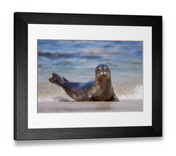 Framed Print : USA, California, La Jolla, San Diego, A seal on a beach along the Pacific Coast